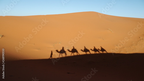 Siluetas de camellos en el desierto