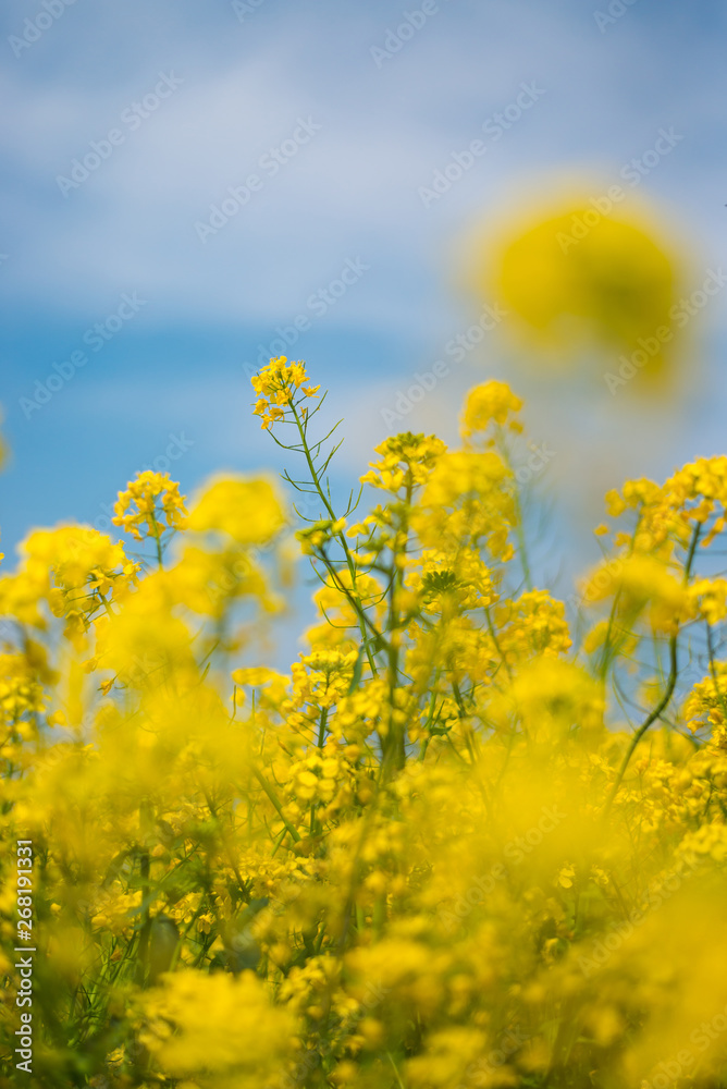 Canola Blossoms In Satte Japan Canola Blossoms In Satte Japan