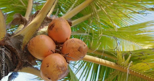 coconuts are hanging on the palm. Shot on Canon 1DX mark2 4K camera photo