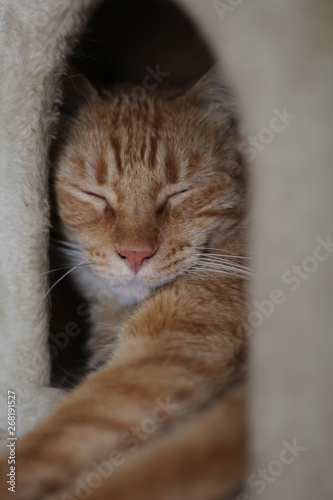 Wallpaper Mural cat with eyes Torontodigital.ca