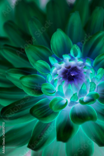 Close up of Dahlia Melody LIzza with surreal bright colors photo