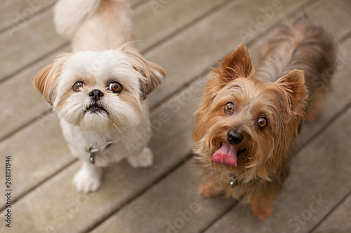Portrait of two small dogs looking up photo