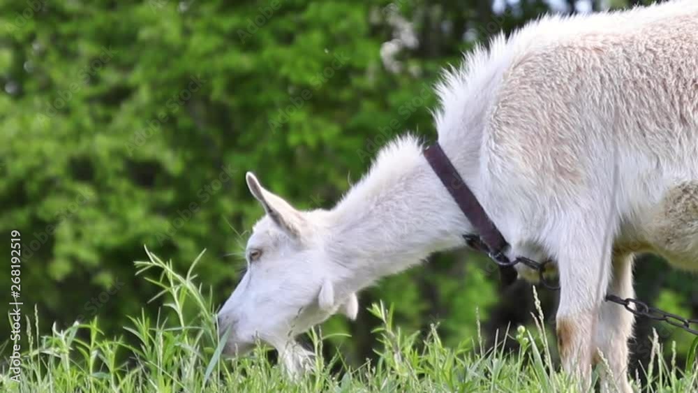 Funny goat on the farm. Adult white goat grazes in a meadow and eats grassFunny goat on the farm. Adult white goat grazes in a meadow and eats grass Funny goat on the farm. Adult white goat grazes in a meadow and eats grassFunny goat on the farm. Adult white goat grazes in a meadow and eats grass