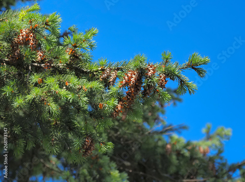 fir tree with cones against the sky