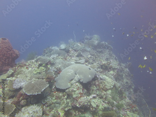 Arrecife de coral