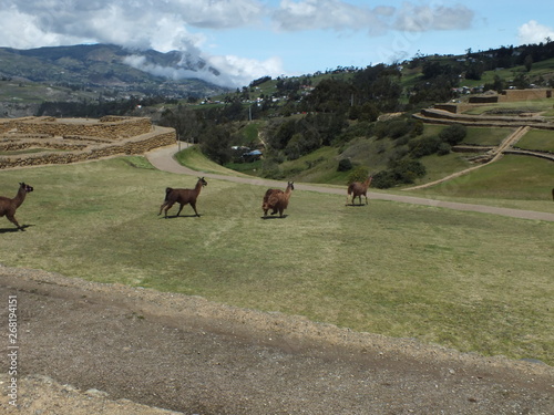 Llamas en la sierra ecuatoriana
