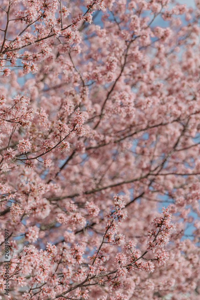 Pink Tree Pink Tree