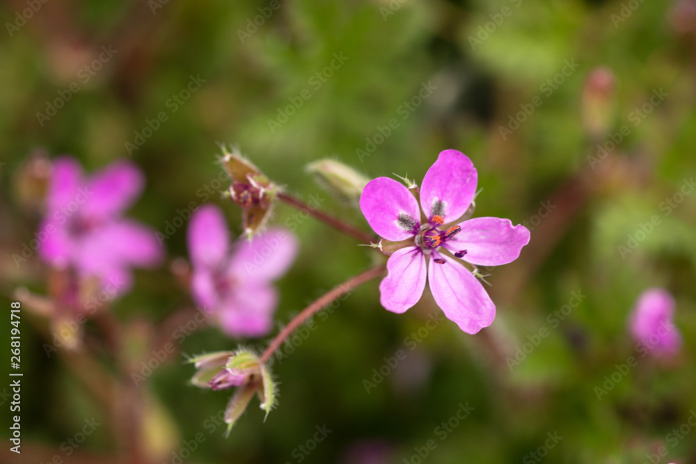 Gewöhnliche Reiherschnabel (Erodium cicutarium) Gewöhnliche Reiherschnabel (Erodium cicutarium)