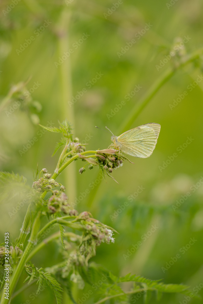 Fototapeta premium Grünader-Weißling (Pieris napi)