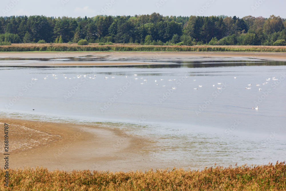 Pack of white swans on the coast of Baltic sea in a natural reserve area on the Aland islands, Finland