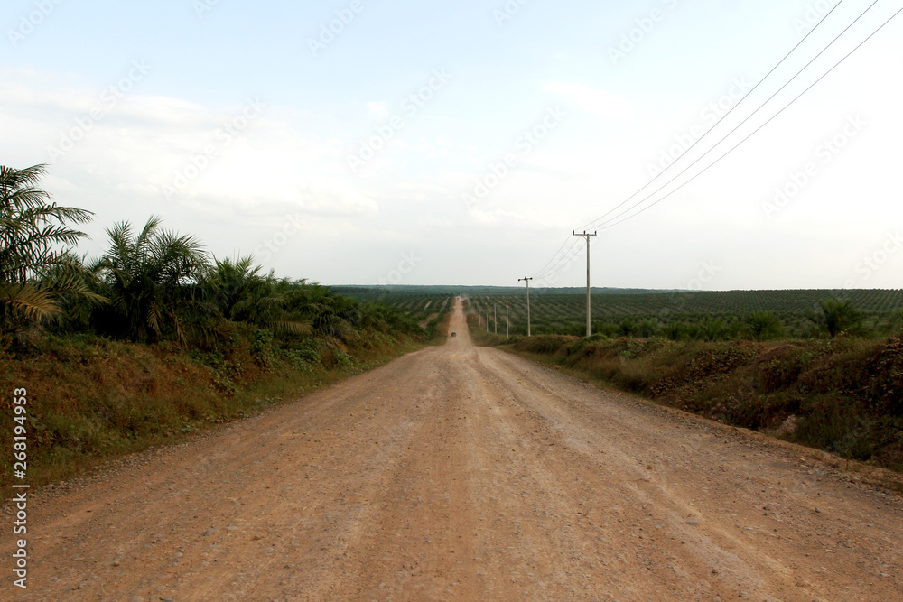 road to palmoil