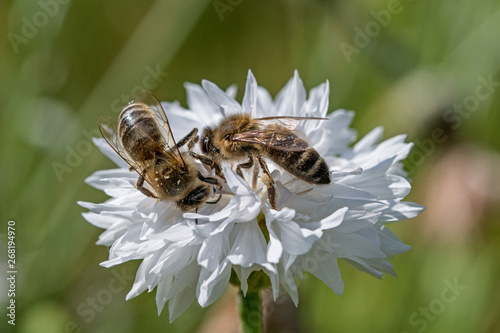 Westliche Honigbiene (Apis mellifera) © gebut