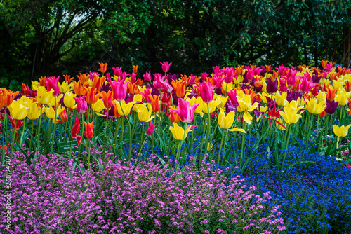 D, Bayern, Augsburg, Botanischer Garten im Frühjahr, Tulpen im Bauerngarten