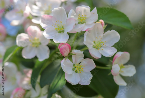 white-pink flowers blooming fruit trees