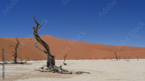 Árbol en el desierto