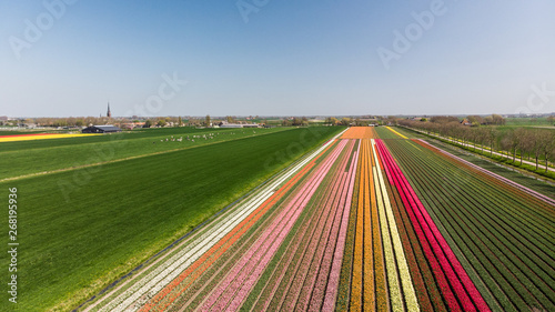 Dutch flowering tulip field