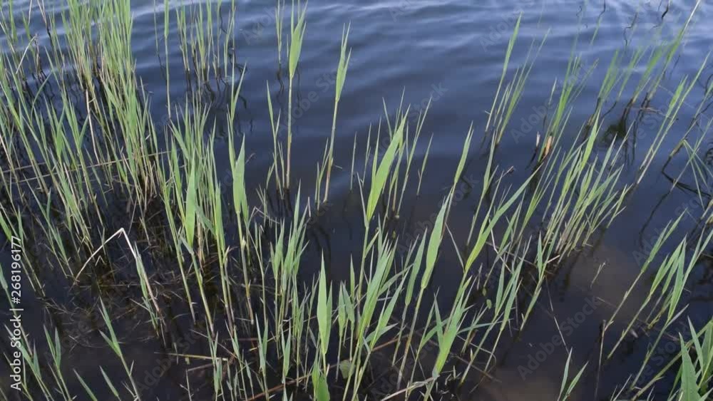 Green algae on the background of water in the lake.