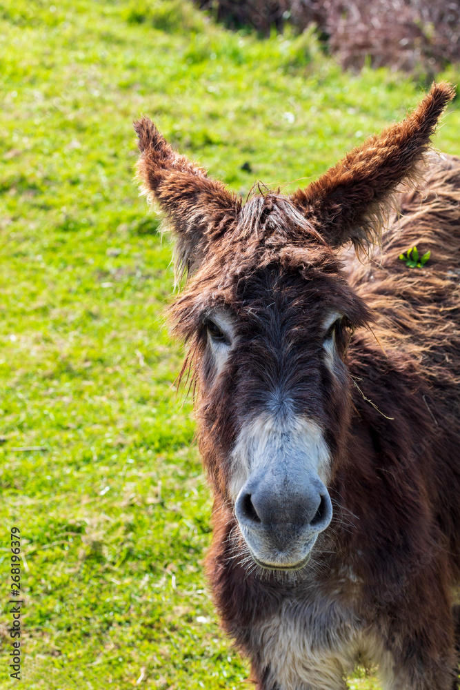 Beautiful donkey on sunny day. Close-up. Beautiful donkey on sunny day. Close-up.
