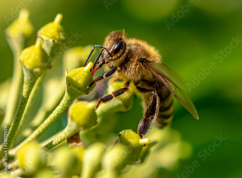 Macro shot of a bee sitting on the blossoms of an ivy and sucking nectar with its proboscis.