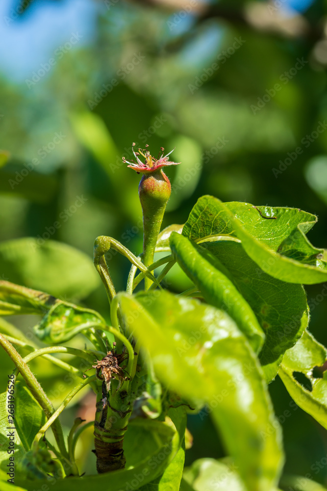 Close-up of small pears growing on pear tree (fruit tree). Sunny spring day. Close-up of small pears growing on pear tree (fruit tree). Sunny spring day.