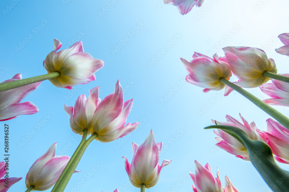White tulips are red with petals against the sky.