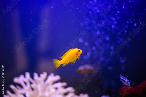 close up of exotic yellow fish on blue background