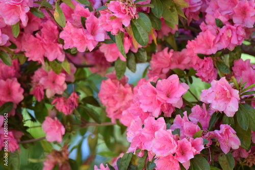 pink flowers in garden