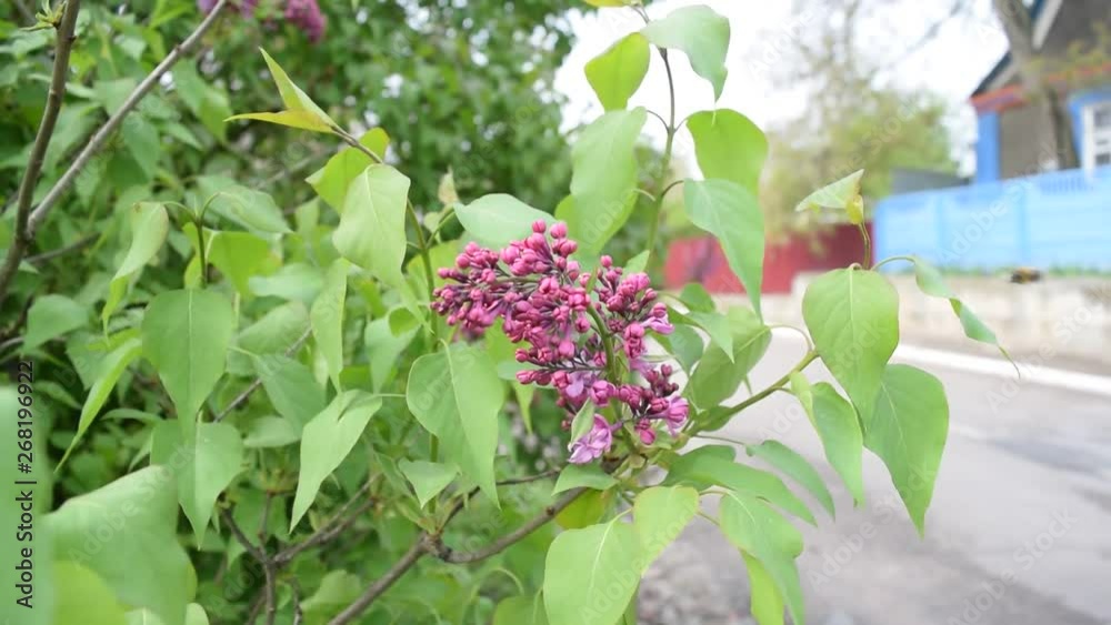 View of lilac on the background of green foliage.