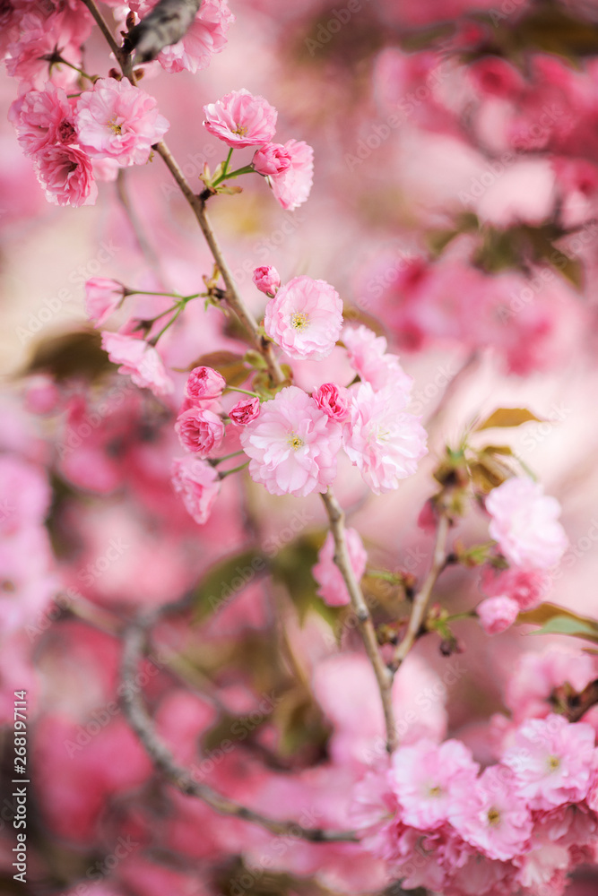 Sakura tree Sakura tree