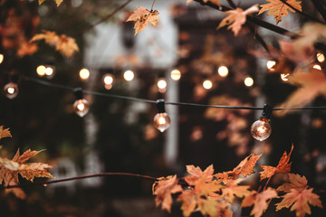 Fall leaves