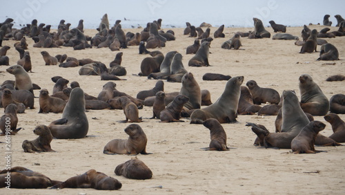 Colonia de focas en la playa