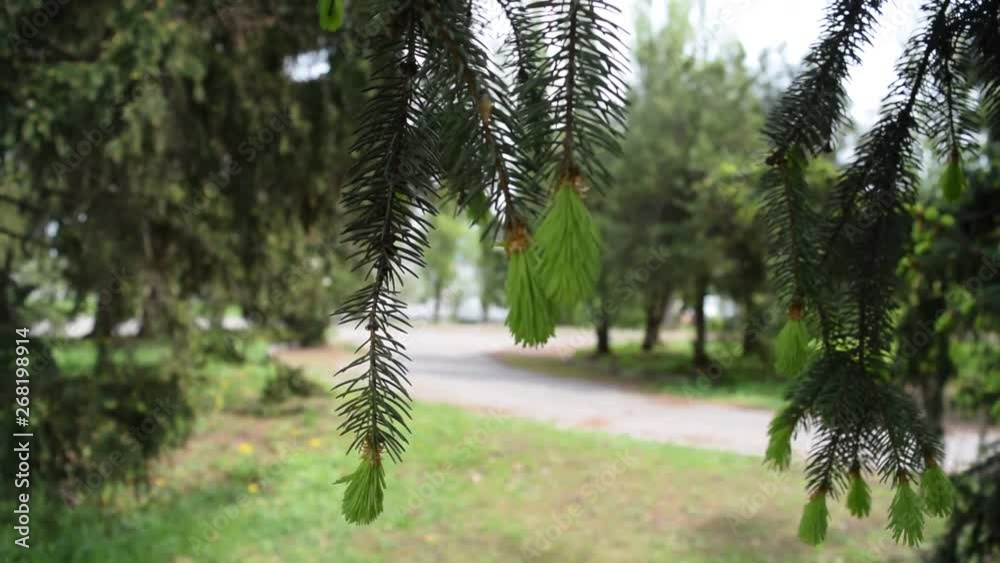 View of many green pine branches in the Park. Summer season. View of many green pine branches in the Park. Summer season.