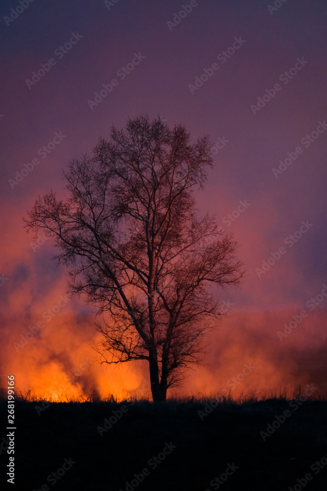 Intense flames from a massive forest fire. Intense flames from a massive forest fire.