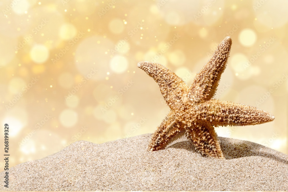 Close-up sea star on sandy beach at sunny day Close-up sea star on sandy beach at sunny day
