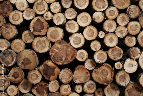 Pile of felled trees in the forest photo