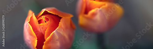 Orange tulip flowers - nature banner or panorama - close up, focus on left tulip, fading to background.