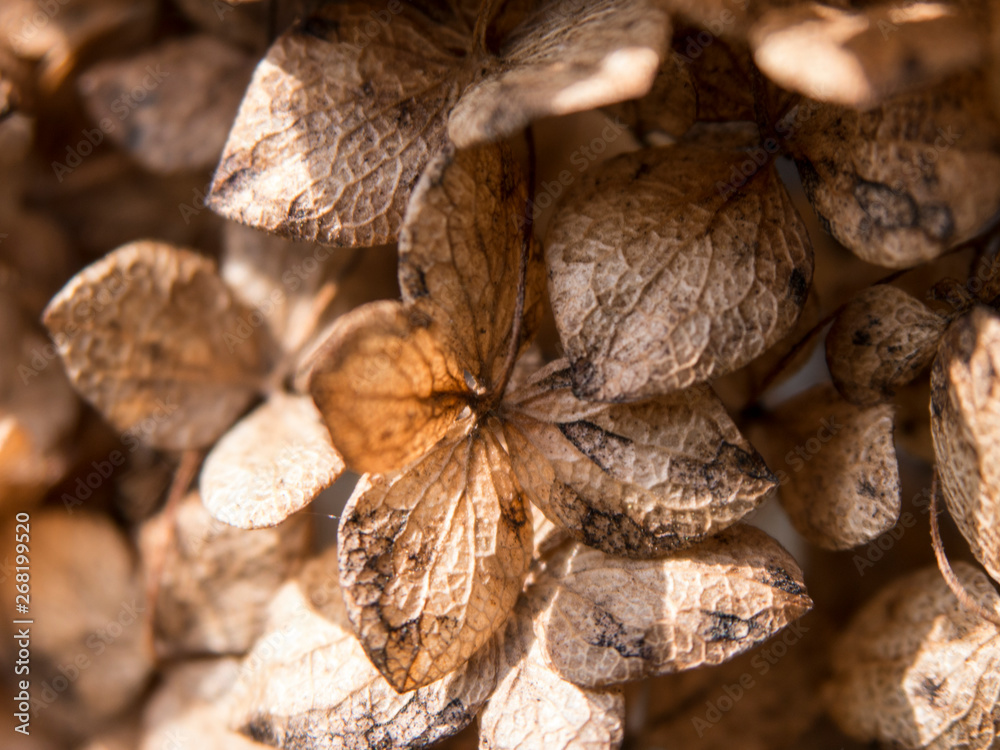 Rhododendron dry flower heads close up view Rhododendron dry flower heads close up view