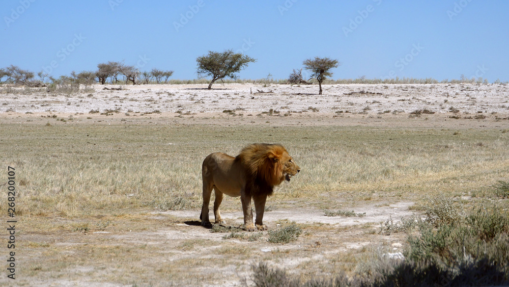 Fototapeta premium León en la sabana