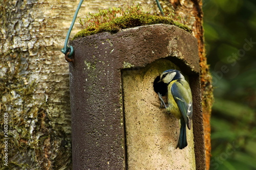 A blue tit on a bird box ready to feed its young.