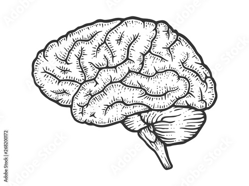 Human brain schematic vintage sketch engraving vector illustration. Scratch board style imitation. Black and white hand drawn image.