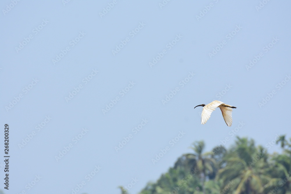 Black headed ibis,shot from munderi bird santuary,kannur,kerala Black headed ibis,shot from munderi bird santuary,kannur,kerala