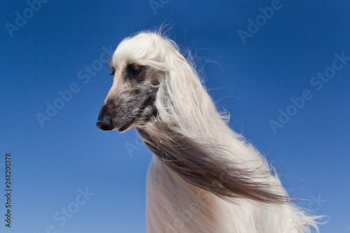 Dog breed Afghan Hound portrait against a blue sky
