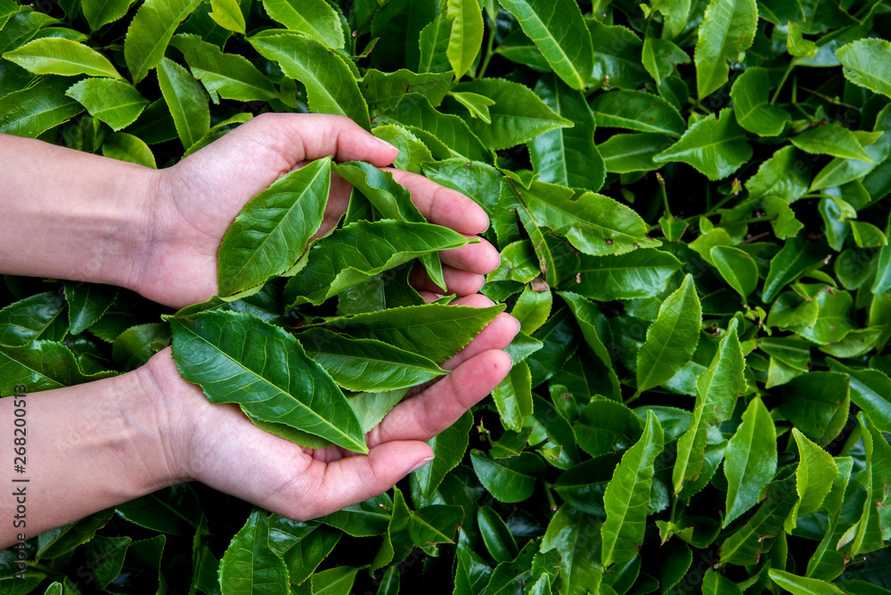 Handful of freshly tea leaves Handful of freshly tea leaves
