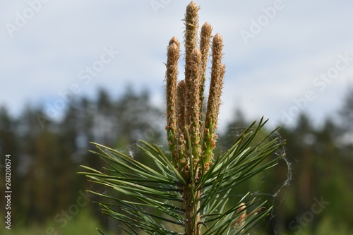 branch of a tree