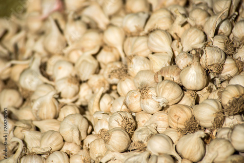 Garlic production in Myanmar
