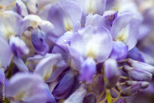 macro picture of a purple flower