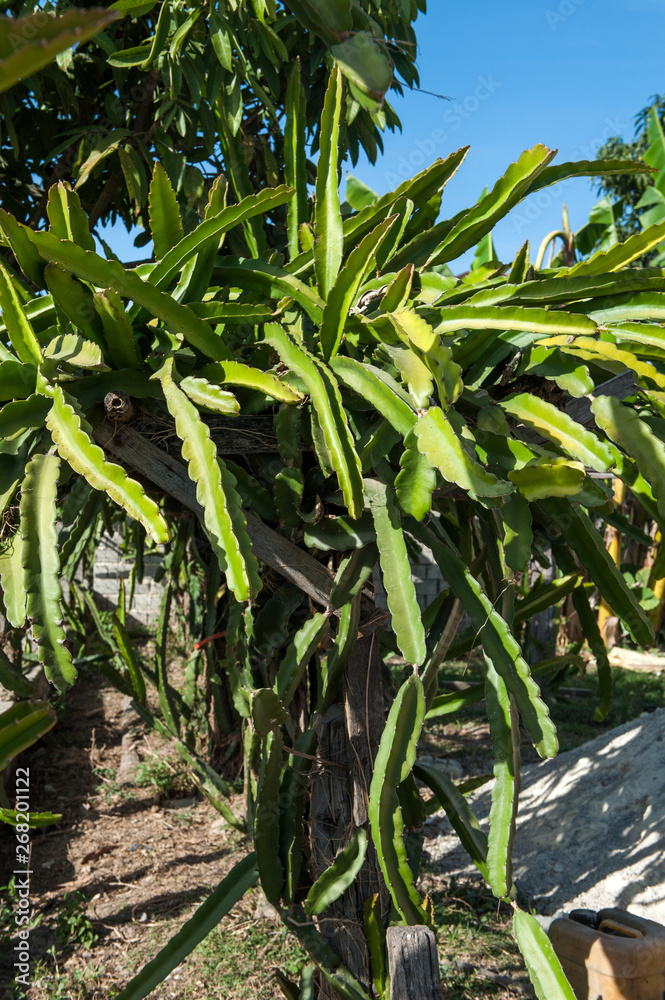 Dragon fruit plantation in Myanmar Dragon fruit plantation in Myanmar