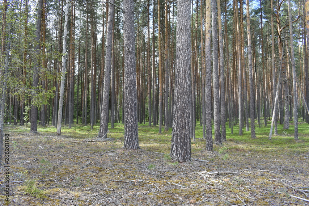 Obraz premium trees in forest