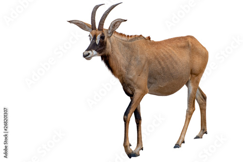 Roan antelope on white background