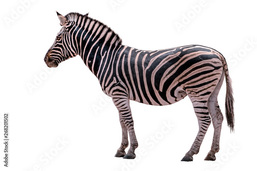 Zebra Isolated on White background.